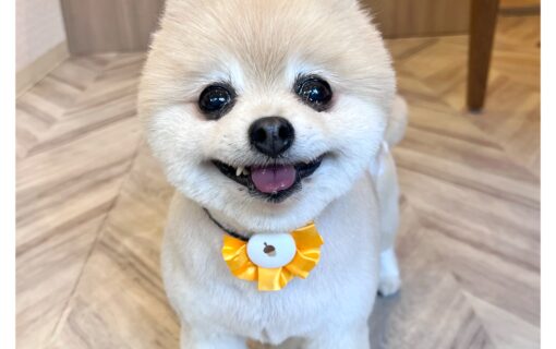 ポメラニアン