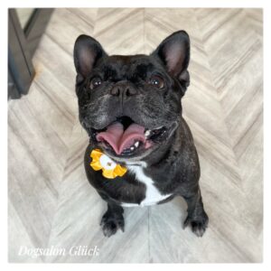 フレンチブルドッグ