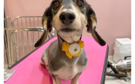 ダックスフンド