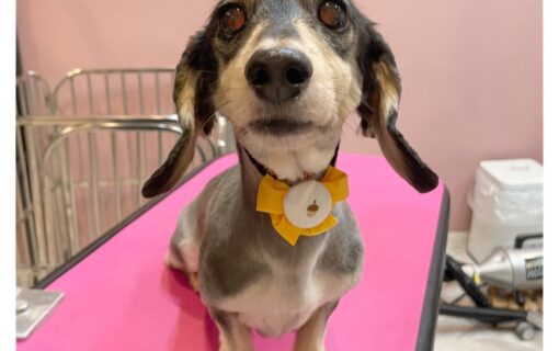 ダックスフンド