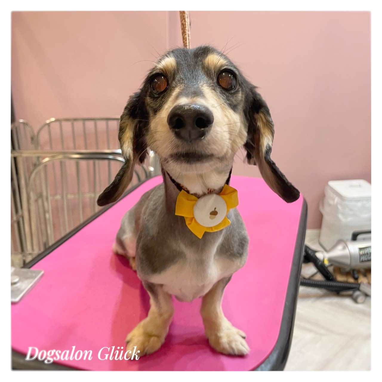 ダックスフンド