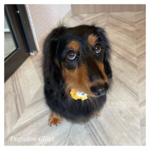 ダックスフンド