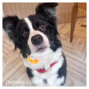 ボーダーコリー