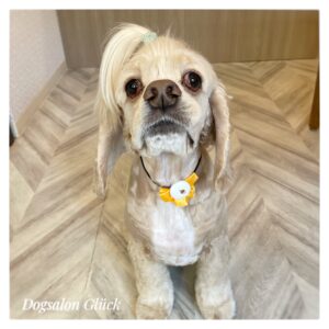 アメリカンコッカースパニエル