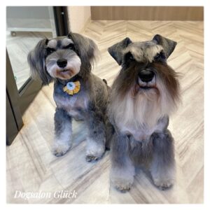 ミニチュアシュナウザー