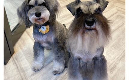 ミニチュアシュナウザー