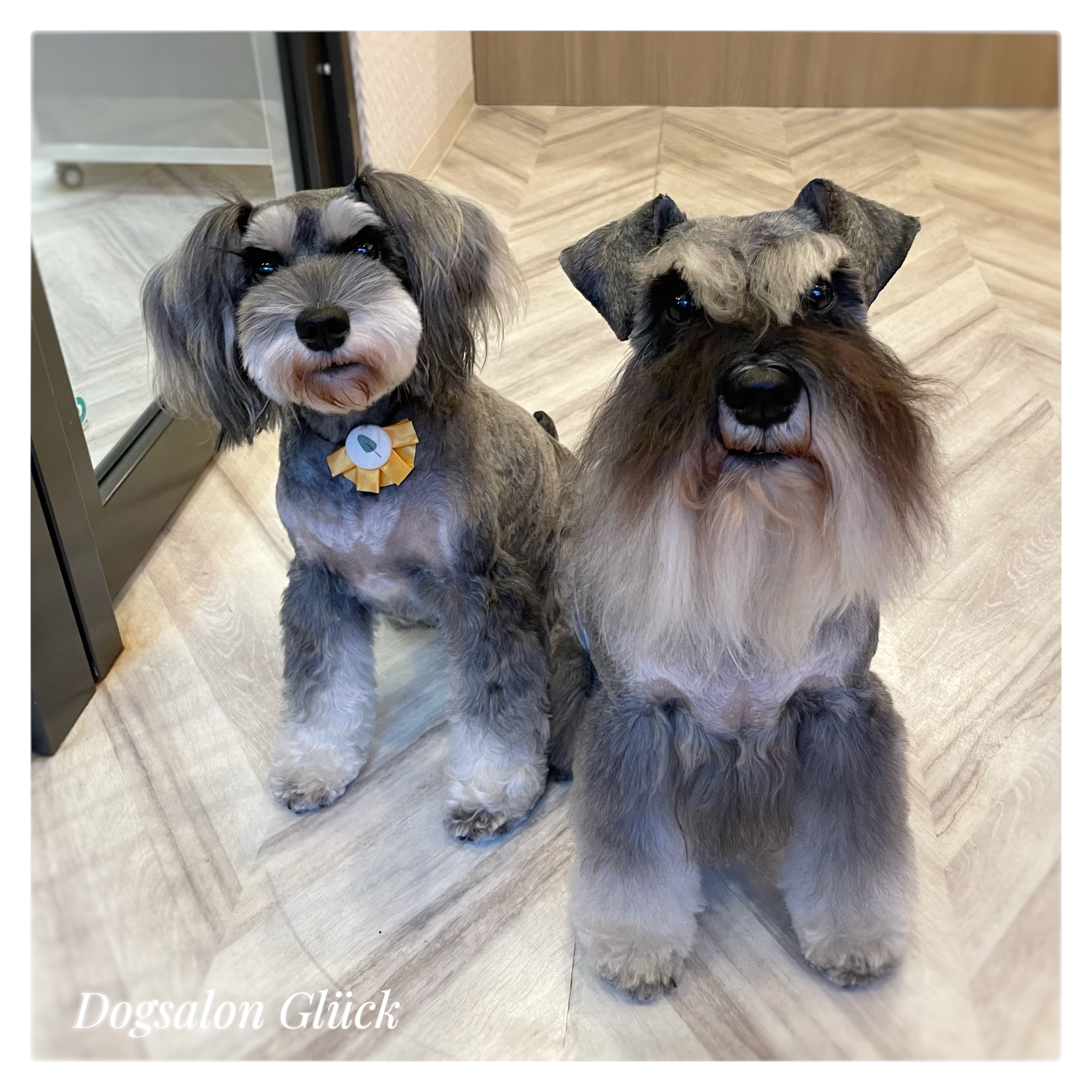 ミニチュアシュナウザー