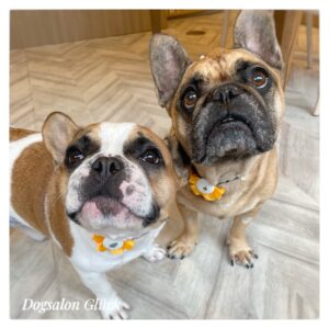 フレンチブルドッグ