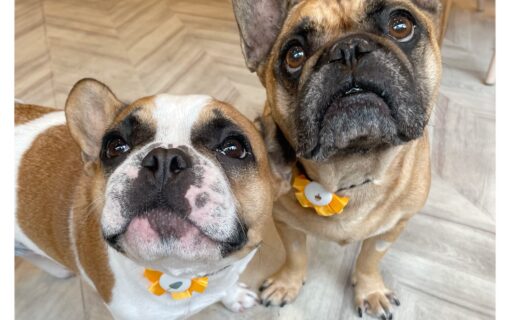 フレンチブルドッグ