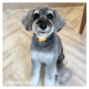 ミニチュアシュナウザー