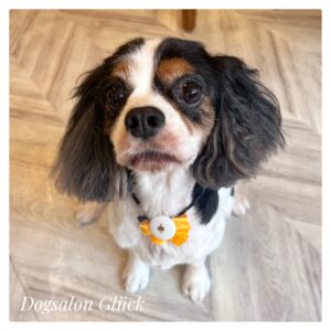 キャバリアキングチャールズスパニエル