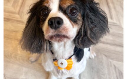 キャバリアキングチャールズスパニエル