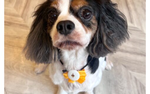 キャバリアキングチャールズスパニエル