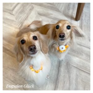 ダックスフンド