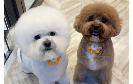 ビションフリーゼ