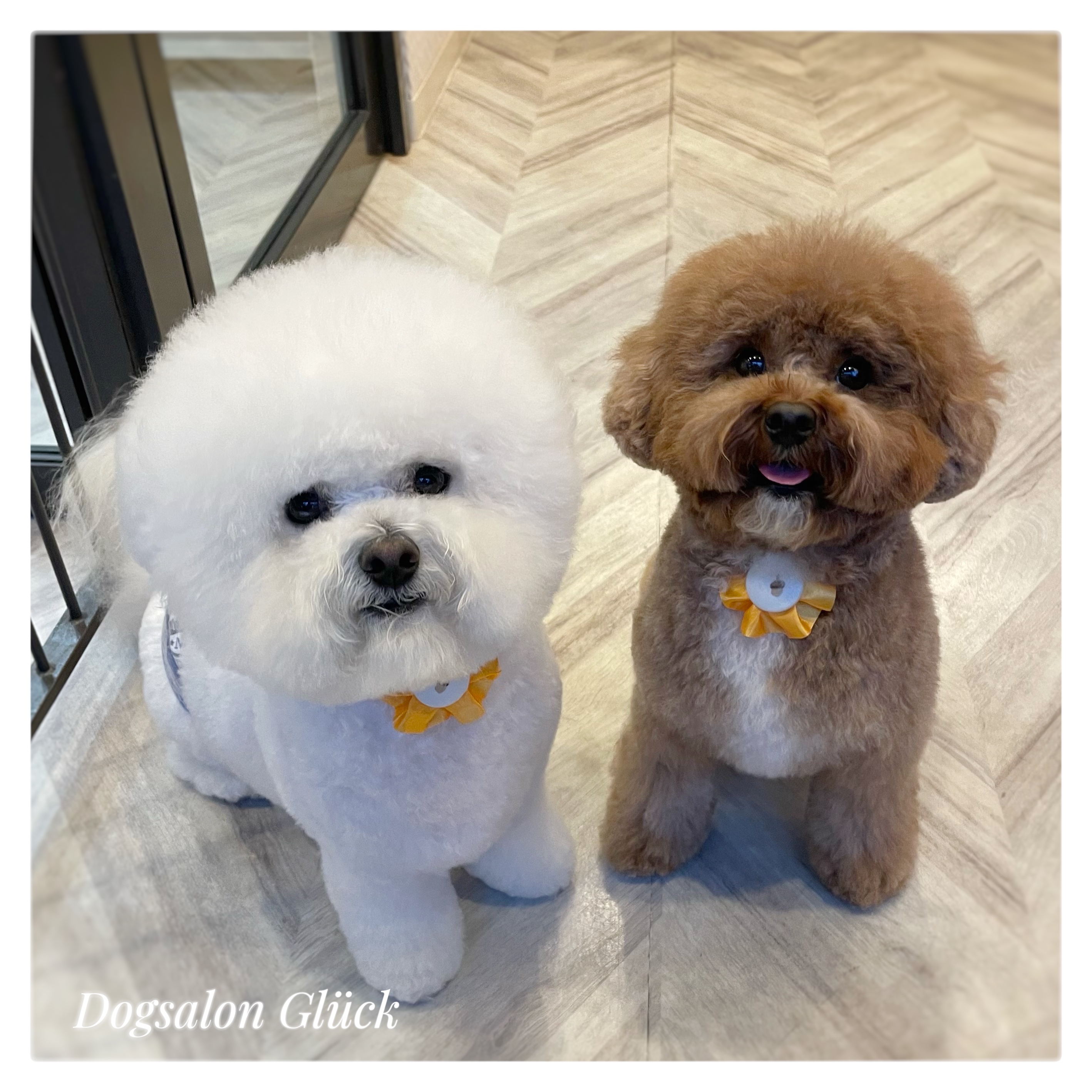 ビションフリーゼ