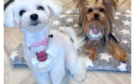 ヨークシャーテリア