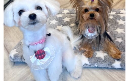 ヨークシャーテリア