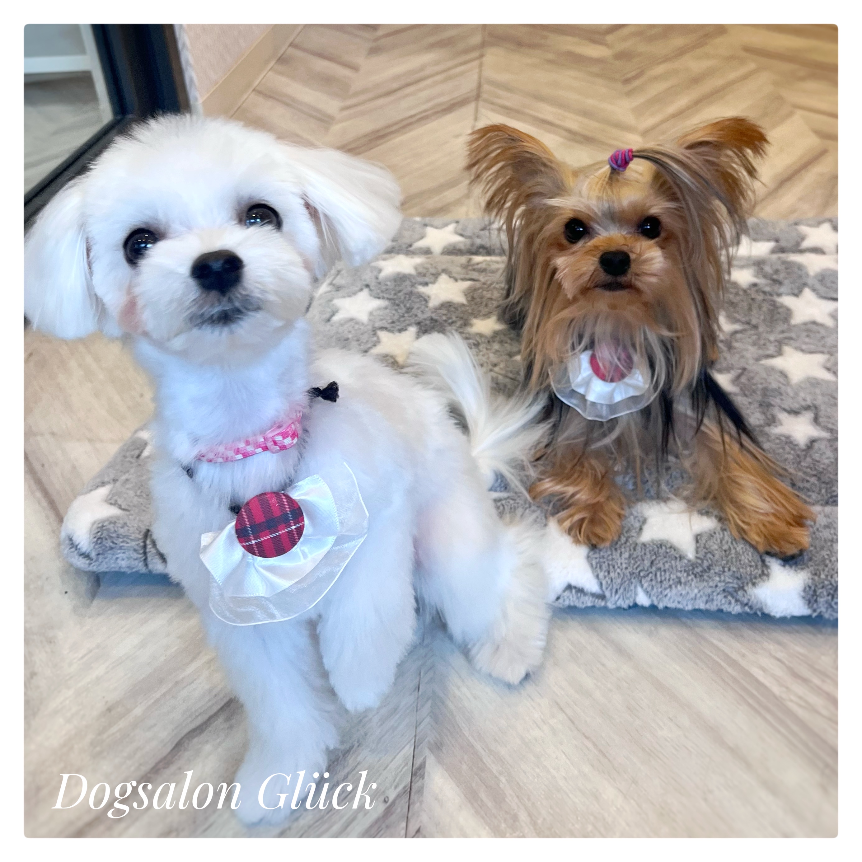 ヨークシャーテリア