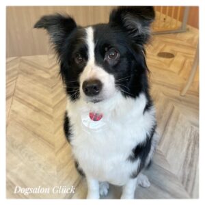 ボーダーコリー