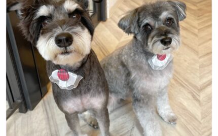 ミニチュアシュナウザー