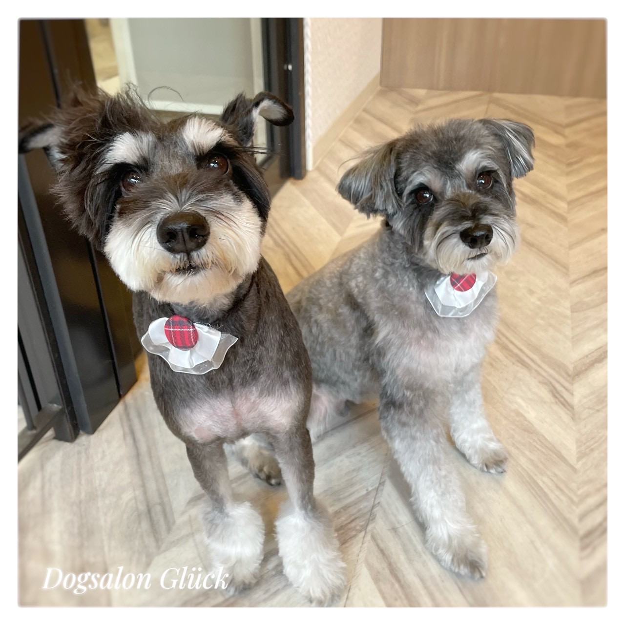 ミニチュアシュナウザー