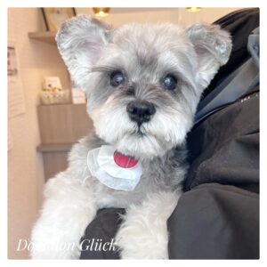 ミニチュアシュナウザー