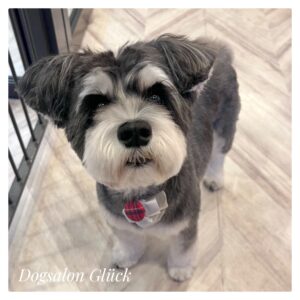 ミニチュアシュナウザー