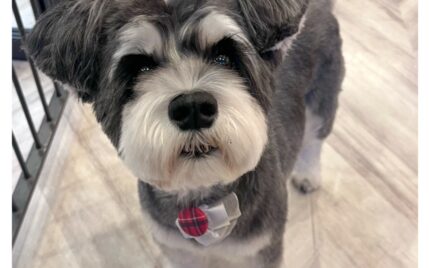 ミニチュアシュナウザー