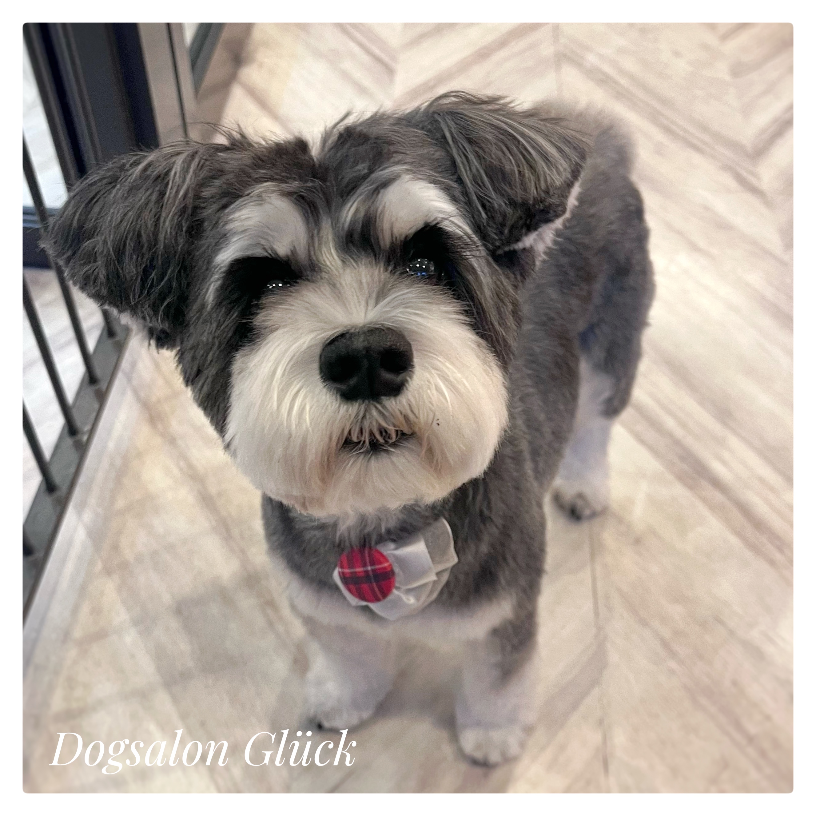 ミニチュアシュナウザー