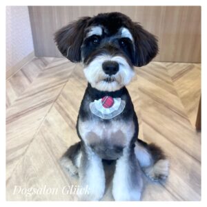 ミニチュアシュナウザー