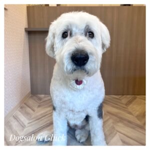 オールドイングリッシュシープドッグ