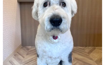 オールドイングリッシュシープドッグ