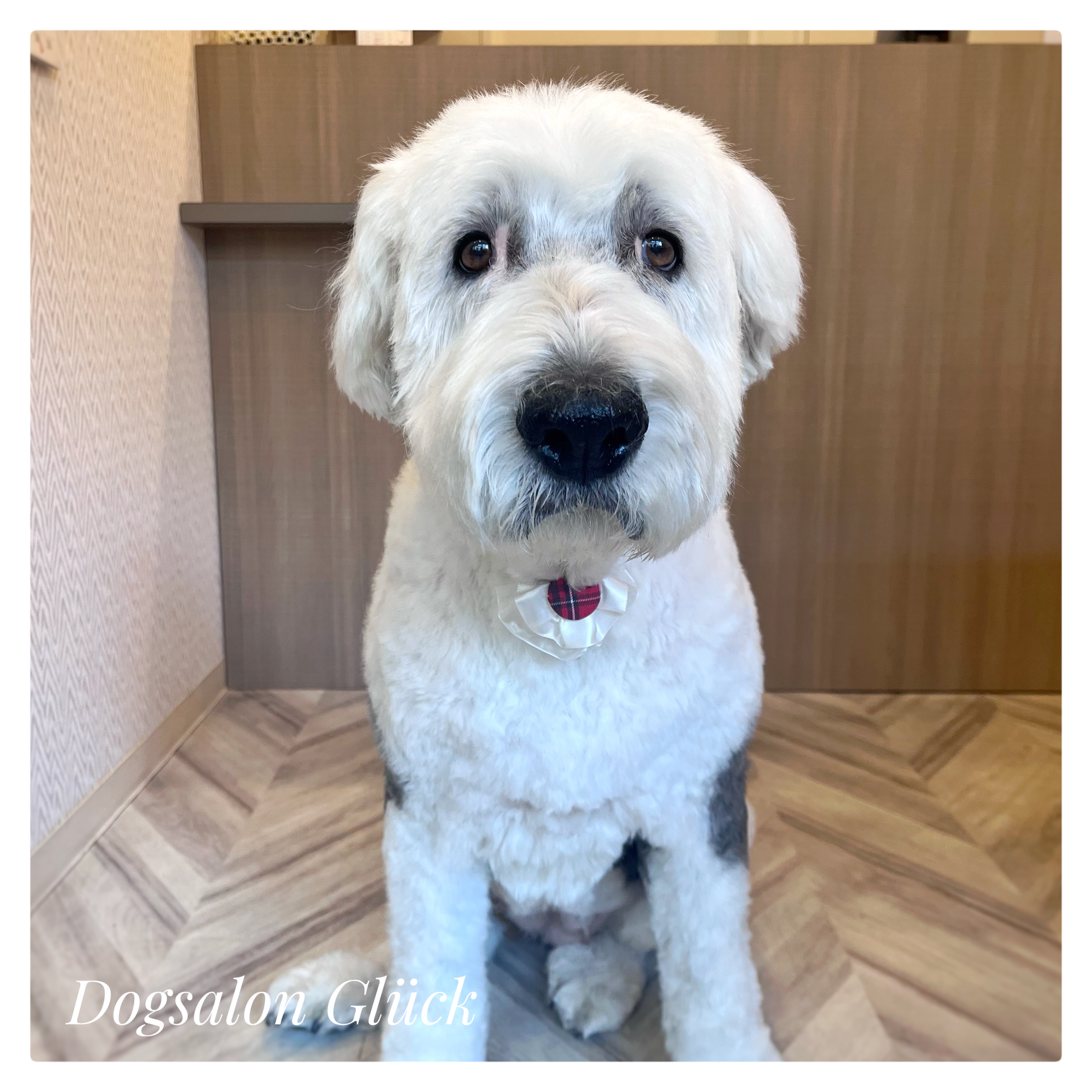 オールドイングリッシュシープドッグ