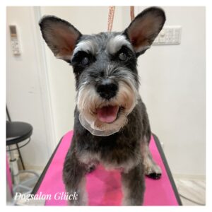 ミニチュアシュナウザー