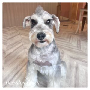 ミニチュアシュナウザー