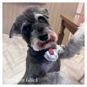 ミニチュアシュナウザー