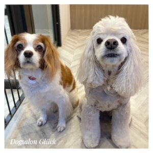 アメリカンコッカースパニエル