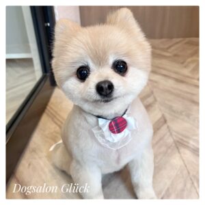 ポメラニアン