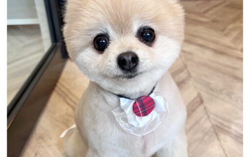 ポメラニアン