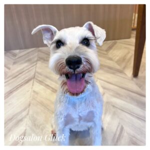 ミニチュアシュナウザー