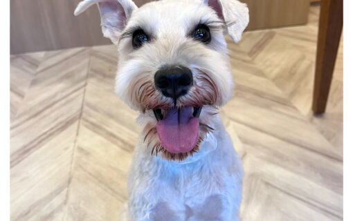 ミニチュアシュナウザー