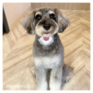 ミニチュアシュナウザー