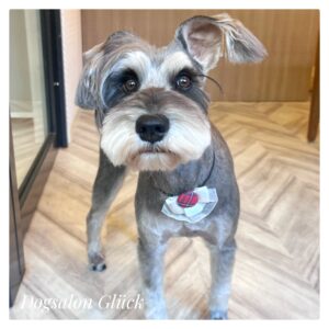 ミニチュアシュナウザー