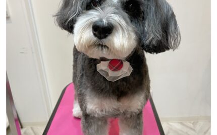 ミニチュアシュナウザー