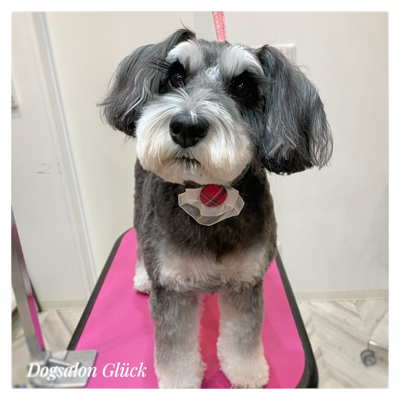 ミニチュアシュナウザー