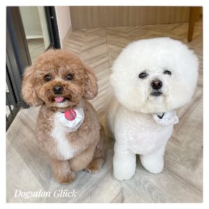 ビションフリーゼ