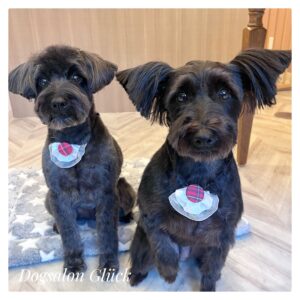 ミニチュアシュナウザー