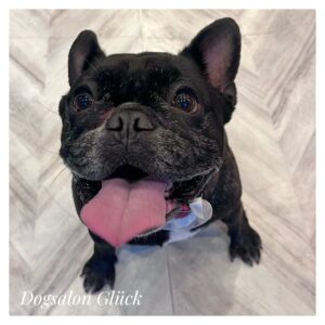 フレンチブルドッグ