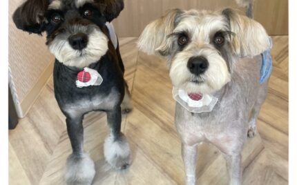 ミニチュアシュナウザー